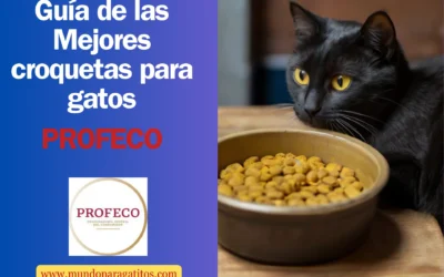 Análisis de las mejores croquetas para gatos