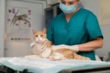 Esterilización de Gatos: Cuidados, Beneficios y Consideraciones Importantes